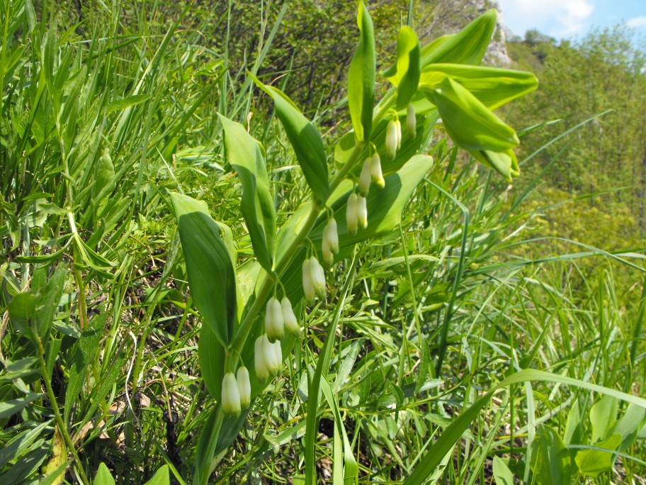 Sui monti lecchesi - Polygonatum multiflorum